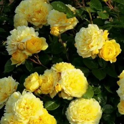 Роза АНИ ДЮПРЕЙ флорибунда в Жлобине