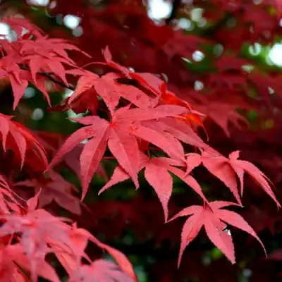 Клен гиннала  в Жлобине