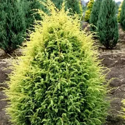 Можжевельник ГОЛД КОН обыкновенный в Жлобине