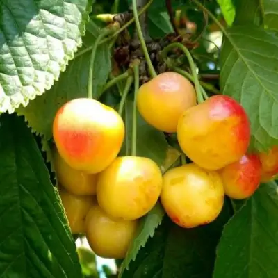 Черешня ЯНТАРНАЯ в Жлобине