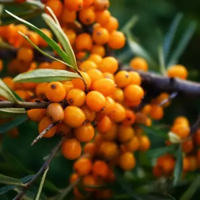 Облепиха МОСКОВСКАЯ ПРОЗРАЧНАЯ в Жлобине