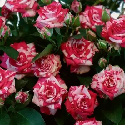 Роза ФАЙЕР ВОРКС миниатюрная в Жлобине