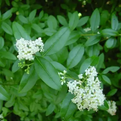 Бирючина обыкновенная АТРОВИРЕНС в Жлобине