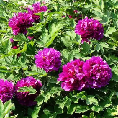 Пион ОРНАМЕНТ древовидный в Жлобине