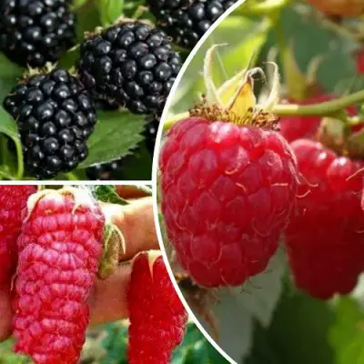 Комплект ЯГОДНЫЙ МИКС в Жлобине