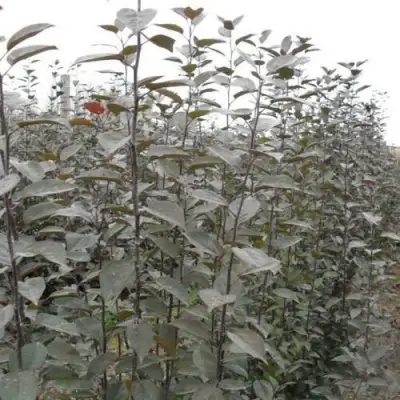 Подвой яблони 54-118 в Жлобине