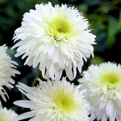 Нивяник ФИОНА ГОГХИЛЛ великолепный в Жлобине