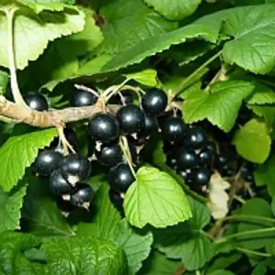 Смородина чёрная ВЕЛОЙ (ЛЕНИНГРАДСКАЯ СЛАДКАЯ) в Жлобине