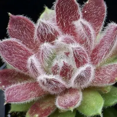 Молодило ТАРАНТУЛА в Жлобине