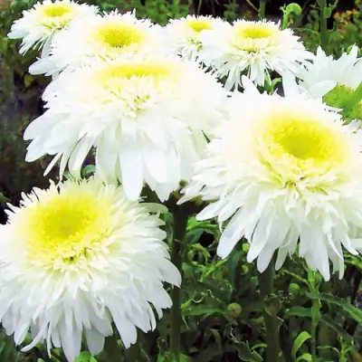 Нивяник ФИОНА ГОГХИЛЛ великолепный в Жлобине