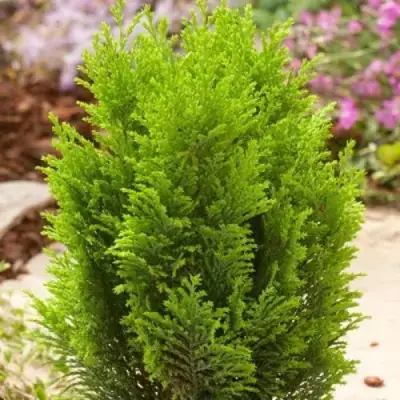 Кипарисовик ЭЛВУДИ ГОЛД лавсона в Жлобине