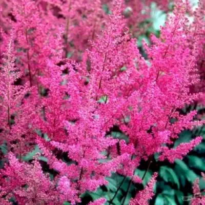 Астильба ЭЛИЗАБЕТ ВАН ВИН японская в Жлобине