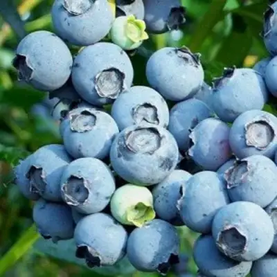 Голубика ПУРУ в Жлобине