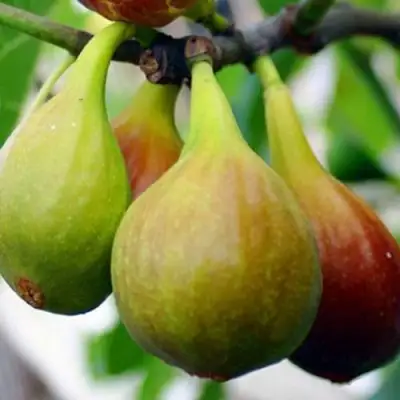 Инжир ДАЛМАТСКИЙ в Жлобине