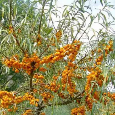 Облепиха ДАР МГУ в Жлобине