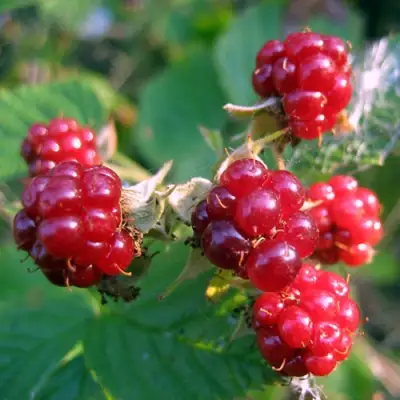 Княженика АСТРА в Жлобине