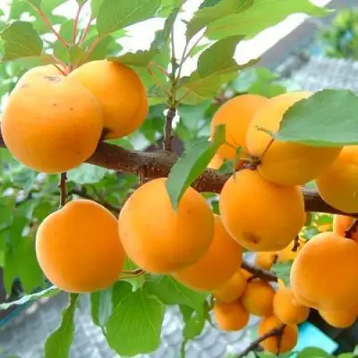 Абрикос ОРИГИНАЛ в Жлобине