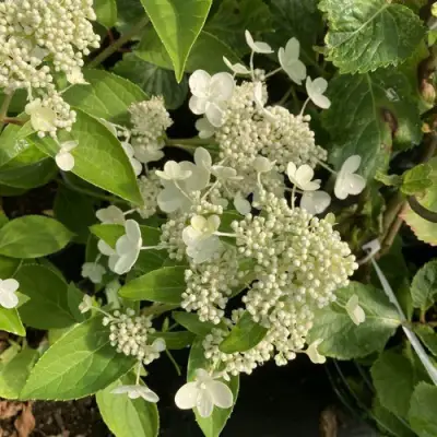 Гортензия ПРИМ ВАЙТ метельчатая в Жлобине