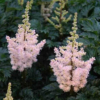 Астильба ЛИЛИПУТ курчавая в Жлобине