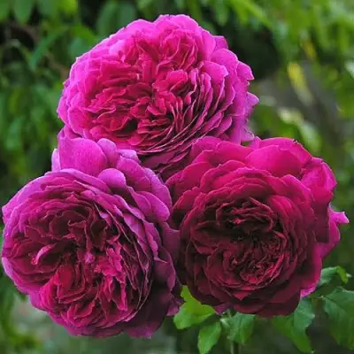 Роза КЕЙТ английская в Жлобине