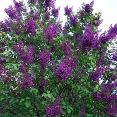 Сирень СУМЕРКИ в Жлобине