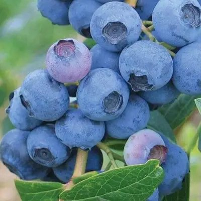 Голубика ЭРЛИБЛЮ в Жлобине