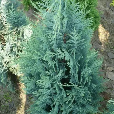 Кипарисовик КОЛУМНАРИС лавсона в Жлобине