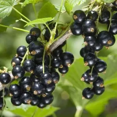 Смородина чёрная ВОЛШЕБНИЦА в Жлобине