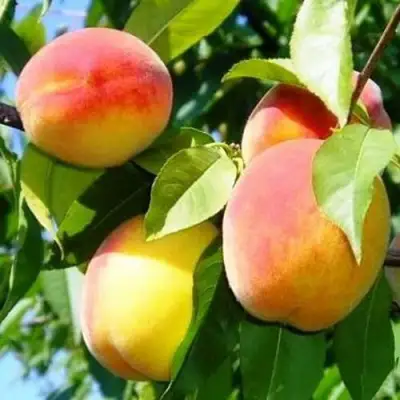 Персик ПАМЯТЬ ЛОЙКО в Жлобине