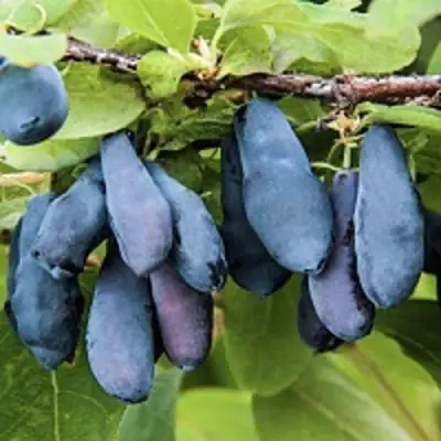 саженцы жимолости сибирячка