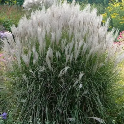 Мискантус КЛЯЙН СИЛЬБЕРСПАЙН китайский  в Жлобине