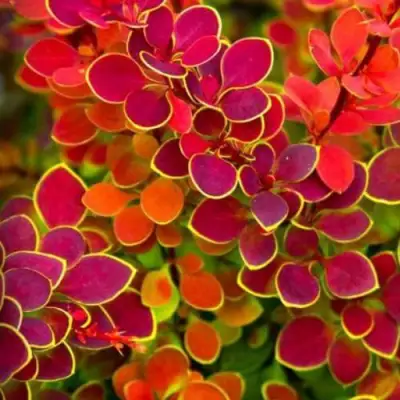 Барбарис ОРАНЖ САНРАЙЗ тунберга в Жлобине