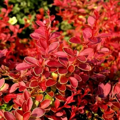 Барбарис КОРАЛ тунберга в Жлобине