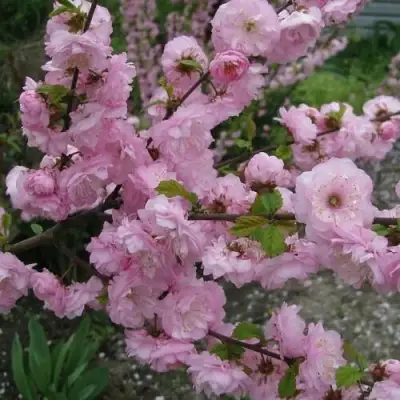 Миндаль ТРЁХЛОПАСТНЫЙ (луизеания) в Жлобине