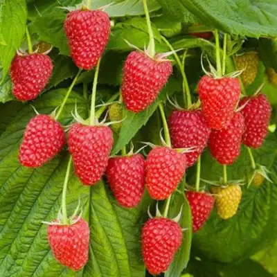 Малина БРУСВЯНА в Жлобине