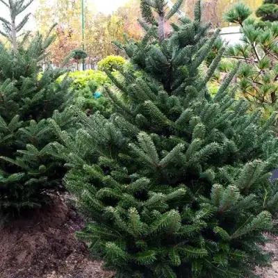 Пихта ФРАЗЕРА в Жлобине