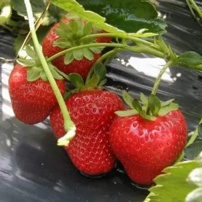 Клубника МОНТЕРЕЙ ремонтантная в Жлобине