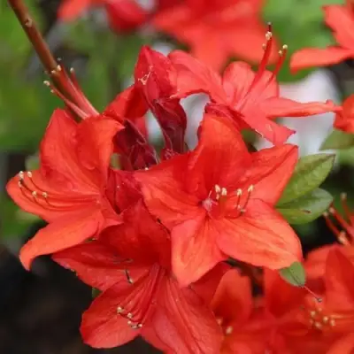 Азалия ПАРКФАЕР листопадная в Жлобине