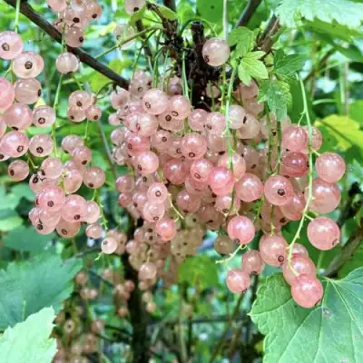 Смородина розовая ГОЛЛАНДСКАЯ РОЗОВАЯ в Жлобине