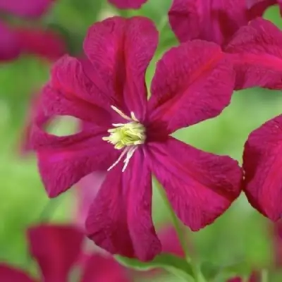 Клематис МАДАМ ДЖУЛИЯ КОРРЕВОН в Жлобине