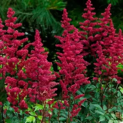 Астильба БУРГУНДИ РЕД Арендса в Жлобине