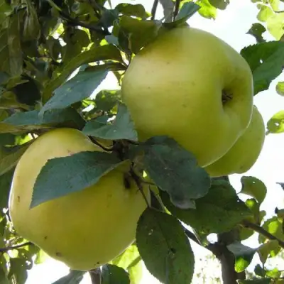 Яблоня АНТОНОВКА ОБЫКНОВЕННАЯ в Жлобине