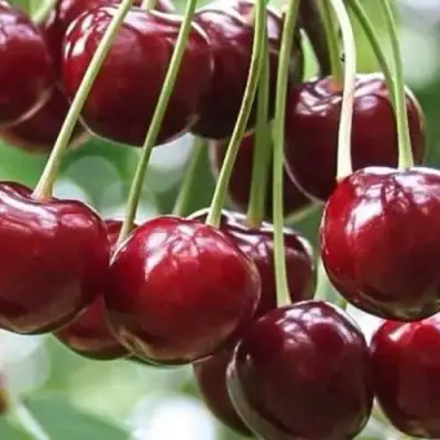 Вишня УЙФЕХЕРТОЙ ФЮРТОШ в Жлобине