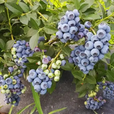 Голубика ОСОРНО в Жлобине