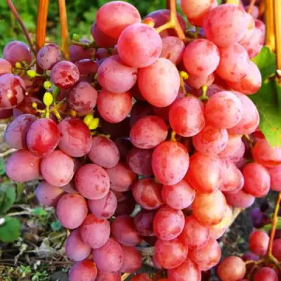 Виноград КИШМИШ КРАСНЫЙ в Жлобине