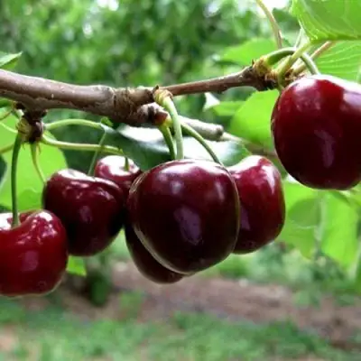 Вишня МОРОЗОВКА в Жлобине