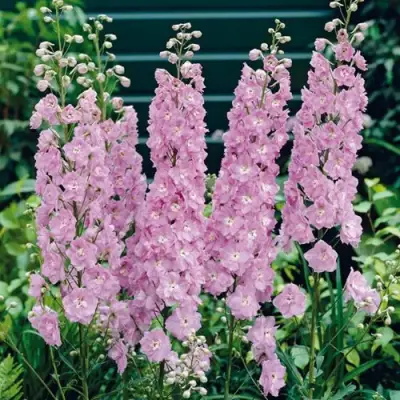 Дельфиниум ПЕТТИКОУТ гибридный в Жлобине