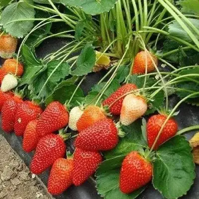 Клубника РОКСАНА в Жлобине