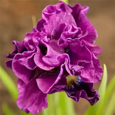 Ирис БАНДЛ ОВ ДЖОЙ сибирский в Жлобине