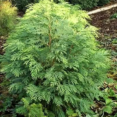 Кипарисовик САНКИСТ лавсона в Жлобине